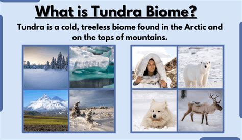 Tundra Biome-Characteristics, Types, Location, Climate, and Examples