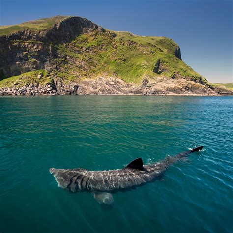 Family matters for basking sharks - Discover Wildlife