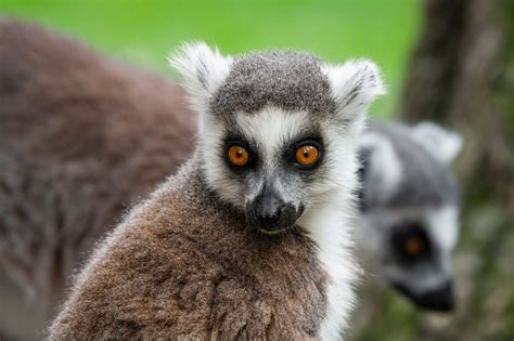 Precious Animals at London Zoo Cool Off With Pride-Themed Ice Pops