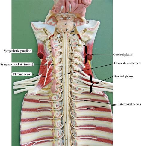 Labeled Spinal Cord Model