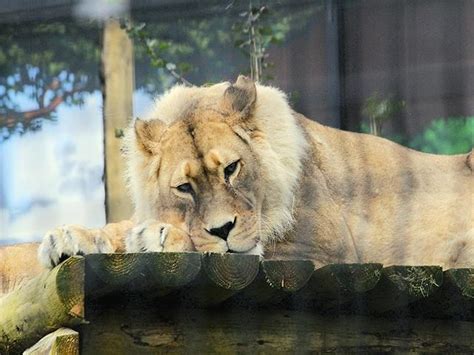 Best 4 Things to Do in Belfast Zoo