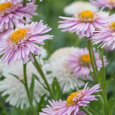 Szkółka Bylin Dobrepole - Aster alpinus 'X Pink' - aster alpejski