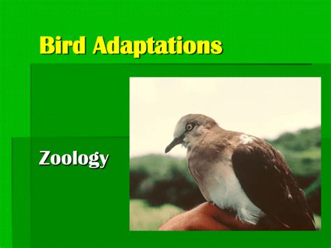 Bird Adaptations