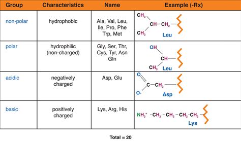 Amino acids, acidic; Acidic Amino Acids