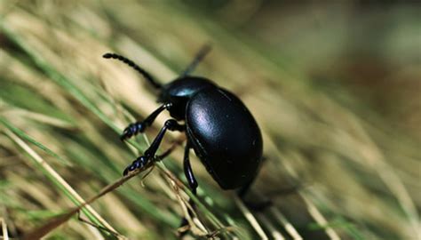 How to Identify a Large Black Beetle Bug in My Lawn | Garden Guides