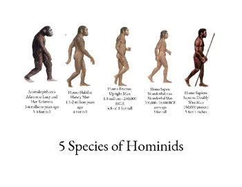 5 Species of Hominids Handout by Lauren Pinkerton | TpT