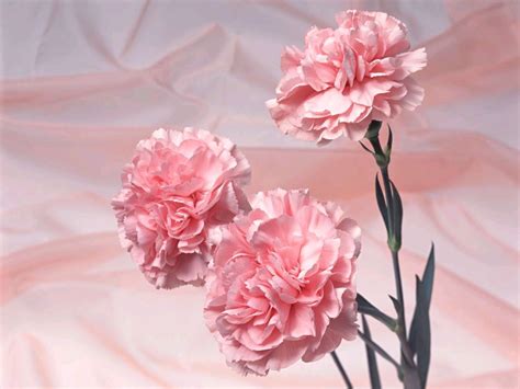 Pink Carnation - Pink (Color) Photo (34691889) - Fanpop