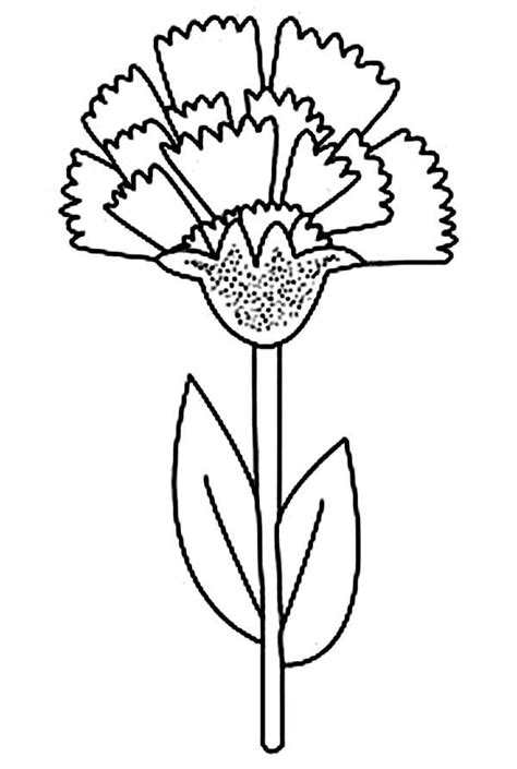 Ohio State Flower Carnation Coloring Page : Coloring Sun | Coloring ...