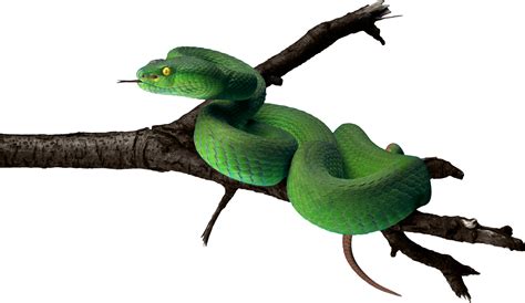 Змеи PNG фото, змея скачать фото в формате PNG