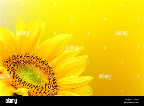 Sunflower on summer background Stock Photo - Alamy