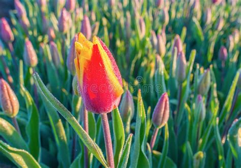 Field with Tulips at Sunrise Stock Photo - Image of scenic, growth: 90242326