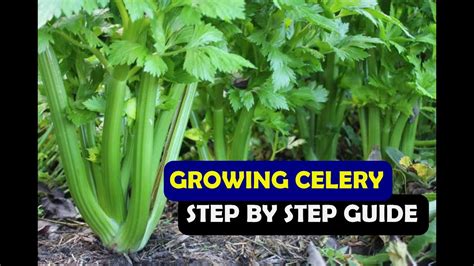 How To Grow Celery From Seed At Home (A Complete Step by Step Guide) - YouTube