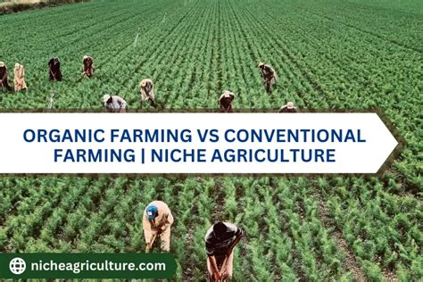 Organic Farming Vs Conventional Farming | Niche Agriculture