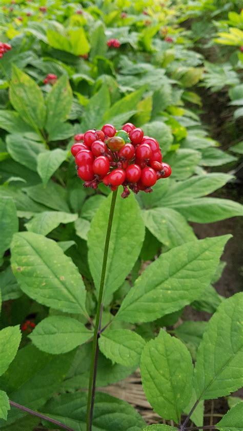 How To Grow Ginseng | Harper's Nurseries