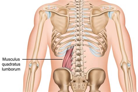 Quadratus Lumborum Exercises & Stretches - [P]rehab