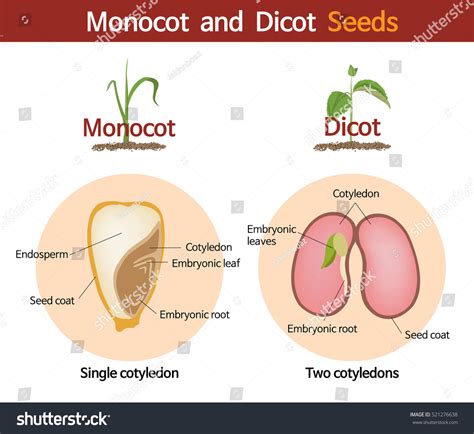 1,072 Monocot Seed Images, Stock Photos & Vectors | Shutterstock