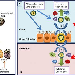 (PDF) The circadian clock and asthma