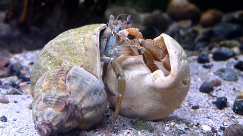 Hermit crab (Pagurus bernhardus) moving house in native tank in Ireland (HD) - YouTube