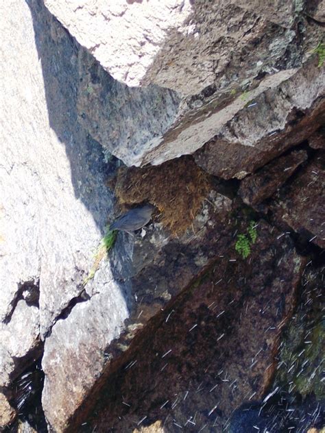 Nature. Observation. Discovery. Community.: American Dipper Nest