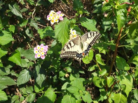 swallowtail Swallowtail, Plants, Plant, Planets