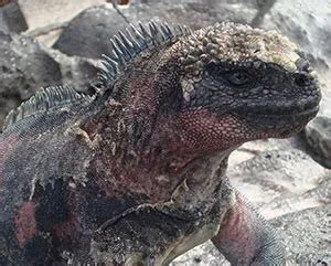 Galapagos Marine Iguanas | Columbus Travel