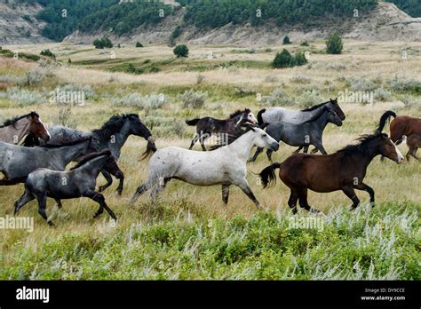 wild horse, Theodore, Roosevelt, National Park, North Dakota, USA Stock Photo, Royalty Free ...