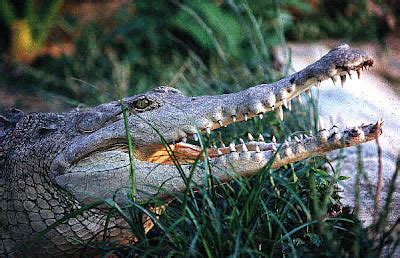 Crocodile World Blogger: Orinoco Crocodile