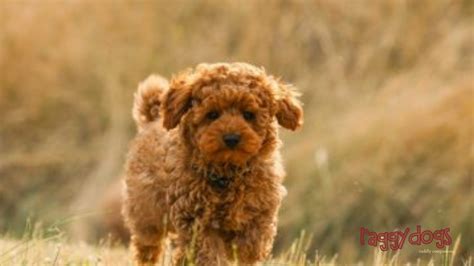 Cavoodle Grooming Styles Guide - Best 10 Cutest Haircuts