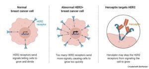 Proto-Oncogene: Definition, Function, and Examples