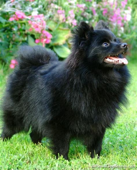 Pomeranian X Japanese Spitz Black - Pets Lovers