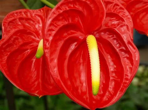 Red Anthurium Stems - With Our Aloha