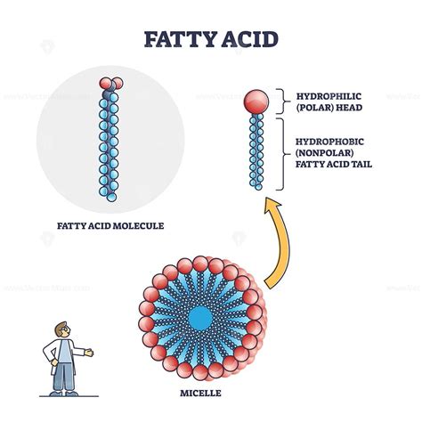 Fatty acid molecule with micelle and side view structure outline diagram – VectorMine