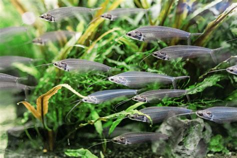 Glass Catfish (Kryptopterus vitreolus) Care Sheet - Aquariadise