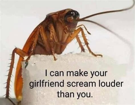 Confidence of this cockroach scares me. : r/meme