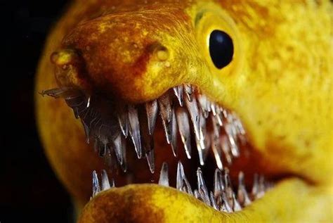 🔥 The teeth of a Moray Eel. 🔥 : NatureIsFuckingLit | Moray eel, Fish pet, Underwater creatures