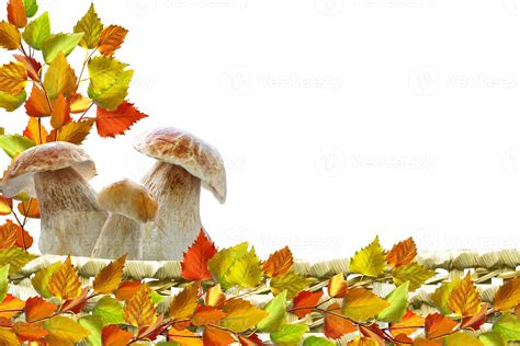 autumn leaves isolated on white background. 9892091 Stock Photo at Vecteezy