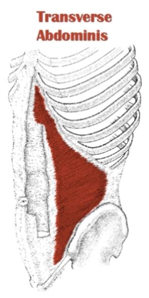 The Definitive Guide to Transversus Abdominis Anatomy, Exercises & Rehab