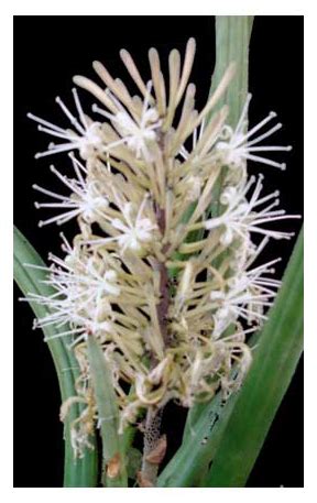 Espada, Sansevieria cylindrica, spear plant: Philippine Medicinal Herbs / Philippine Alternative ...