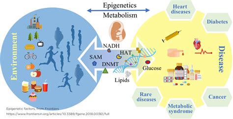 epigenetic factors diagram - Kaleidoscope Fighting Lupus