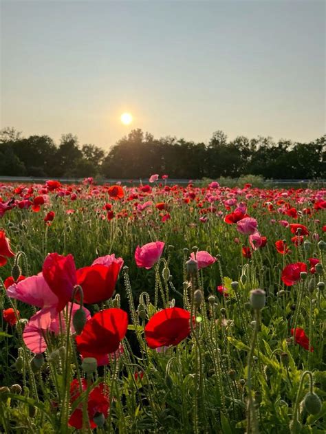 Poppy field - flower picking | Nature photography, Flower garden ...