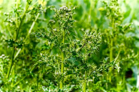 Weed of the week: Canada thistle | Farmtario