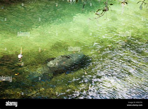 Manatees, Blue Springs State Park, Florida Stock Photo - Alamy