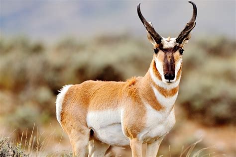 Pronghorn Facts, Habitat, Diet, Life Cycle, Baby, Pictures