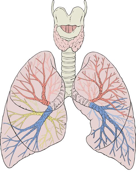 Lungs Transparent PNG - PNG Mart