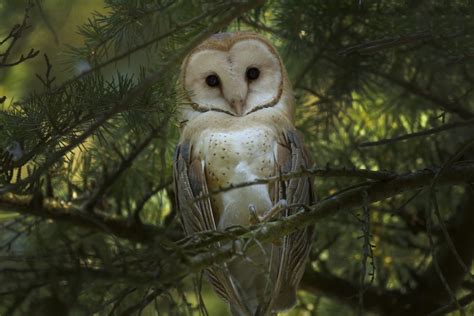 animals forest owl birds Wallpapers HD / Desktop and Mobile Backgrounds