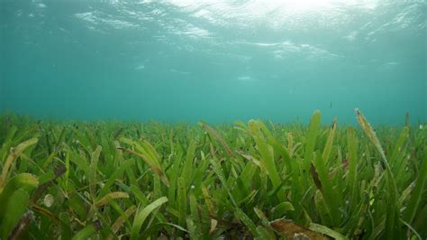 Ekosistem Pantai Dan Laut Mangrove Terumbu Karang Rumput Laut Dan ...