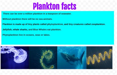 Kushla@Hornby Primary School: plankton facts