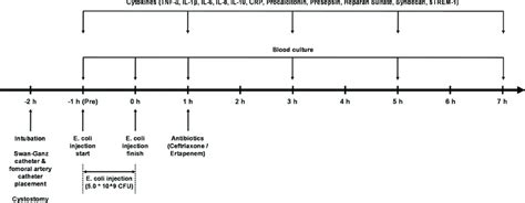 Schematics of animal experiments. | Download Scientific Diagram