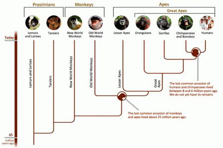 Difference between Human and Monkey DNA | Human vs Monkey DNA