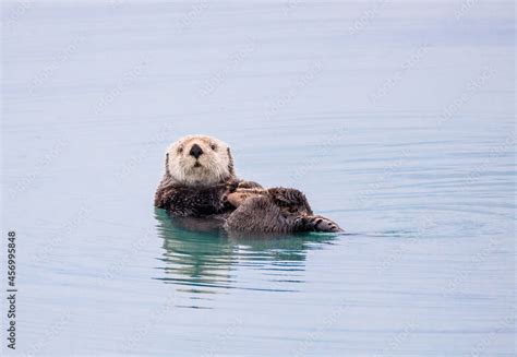 Sea Otter floating in the water Stock Photo | Adobe Stock